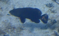 Cephalopholis cruentata