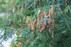 Acaciella angustissima