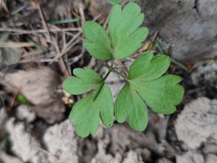 Adoxa moschatellina