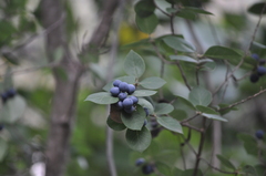 Forestiera reticulata