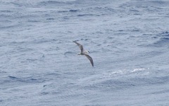 Pterodroma cervicalis
