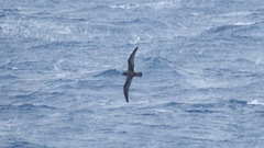 Pterodroma solandri