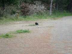 Oryctolagus cuniculus domesticus