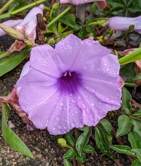 Ipomoea cairica