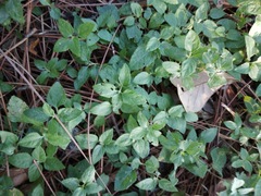 Magnoliopsida