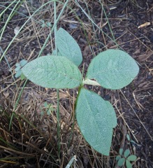 Magnoliopsida
