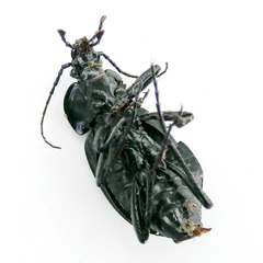 Carabus finitimus