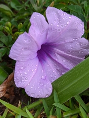 Ipomoea cairica