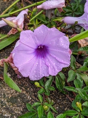 Ipomoea cairica