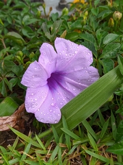 Ipomoea cairica