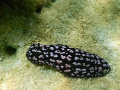 Phyllidiella