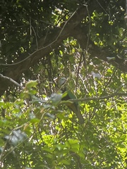 Ptilinopus magnificus