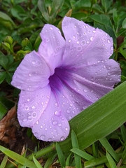 Ipomoea cairica