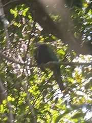 Ptilinopus magnificus