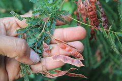 Acaciella angustissima