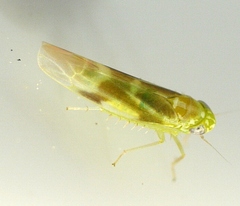 Hebata recta