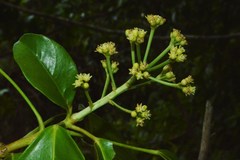 Dendropanax arboreus