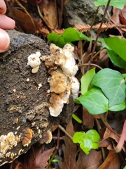 Trametes betulina