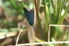 Pollanisus viridipulverulenta