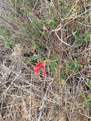 Gambelia juncea