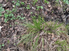 Carex elongata