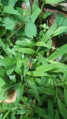 Caryanda spuria
