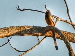 Dendrocitta vagabunda
