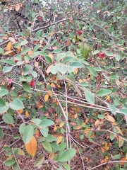 Cotoneaster pannosus