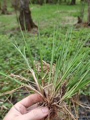 Carex elongata