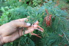 Acaciella angustissima