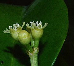 Dendropanax arboreus