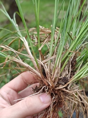 Carex elongata