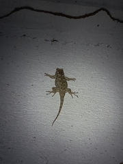 Sceloporus melanorhinus