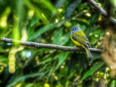 Culicicapa ceylonensis