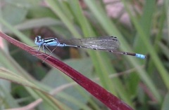 Acanthagrion quadratum