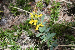 Thermopsis montana
