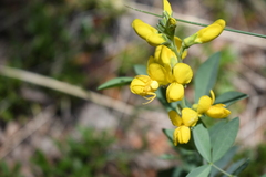 Thermopsis montana
