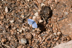 Celastrina echo sidara
