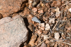 Celastrina echo sidara