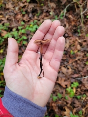 Gymnopus brassicolens