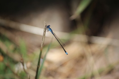 Cyanallagma interruptum