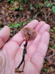 Gymnopus brassicolens