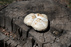 Neolentinus ponderosus