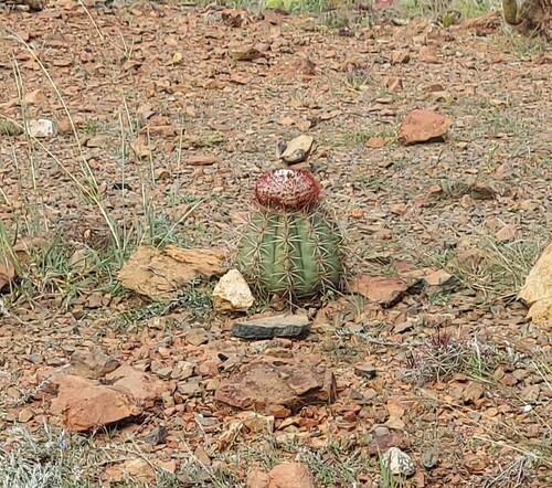 Melocactus stramineus