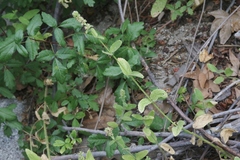 Stachys stebbinsii