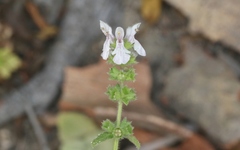 Stachys stebbinsii
