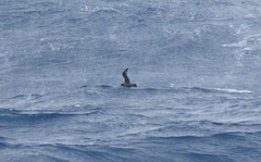 Pterodroma solandri
