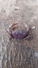 Parathelphusa convexa