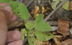 Stachys stebbinsii