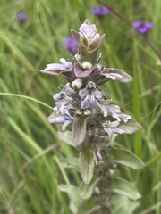 Ajuga ophrydis